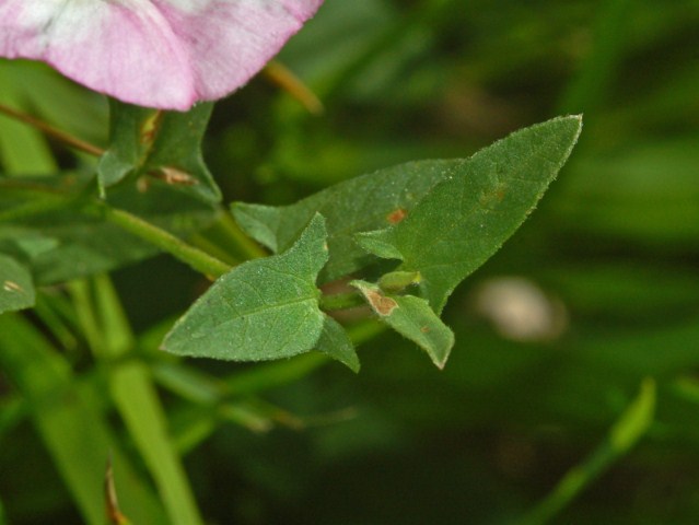 Convolvulus arvensis